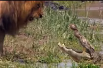 Clip cá sấu cũng phải run sợ, nhường bước sư tử