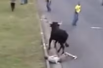 Bị húc ngã chỏng gọng vì trêu bò tót