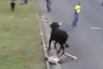 Bị húc ngã chỏng gọng vì trêu bò tót