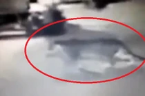 Thất kinh, mất vía chạm mặt hổ trong gara ô tô