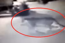 Thất kinh, mất vía chạm mặt hổ trong gara ô tô