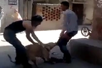 Nam thanh niên bị chó lột quần 