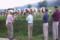 Bò mê mẩn nghe nhạc