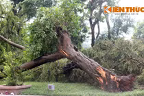 Mưa lớn lại biến công viên Thống Nhất thành bãi chiến trường