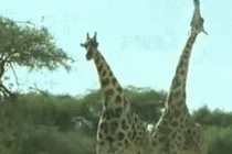 Ảnh động cười toe toét: Hươu cao cổ “nổi điên” (P69) 