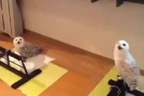 Chú cú có giọng siêu đặc biệt