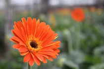 Hoa Tây Tựu “cháy” hàng trong ngày 8/3