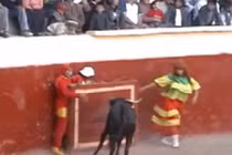 Màn đấu bò tót siêu hài hước