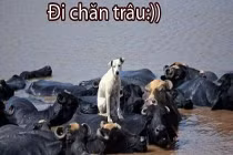 Giây phút nguy hiểm của động vật (43)