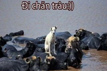 Giây phút nguy hiểm của động vật (43)