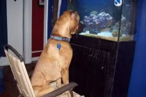 Khoảnh khắc dễ thương của động vật (6)