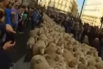 Clip cừu di cư qua thành phố, người dân hoảng loạn