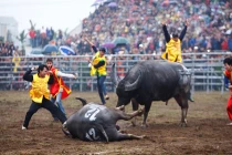 Trâu cực khoẻ, húc đối thủ 1 phát chết luôn