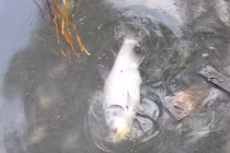 Cá lại chết hàng loạt ở Hồ Tây