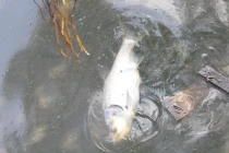 Cá lại chết hàng loạt ở Hồ Tây