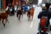 Ngựa điên thả rông đại náo đường phố Hà Nội