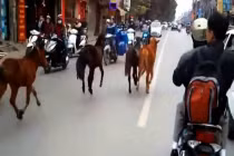 Ngựa điên thả rông đại náo đường phố Hà Nội