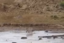 Ngựa vằn thoát chết khỏi miệng sư tử 