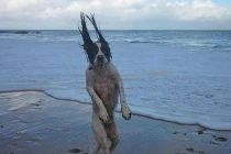 Chộp khoảnh khắc hài hước trong cuộc sống (82)