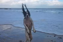 Chộp khoảnh khắc hài hước trong cuộc sống (82)