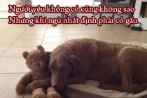 Giây phút “nguy hiểm” của động vật (26)