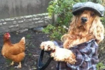 Ảnh cười Facebook: Cún làm "bác nông dân"