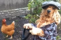 Ảnh cười Facebook: Cún làm "bác nông dân"