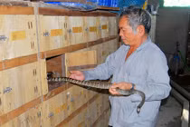 Nuôi rắn hổ hèo trong hộc tủ ở miền Tây