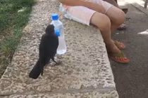 Quạ nhỏ thông minh, biết tận dụng cơ hội để kiếm ăn