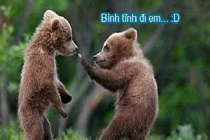 Giây phút “nguy hiểm” của động vật (45)