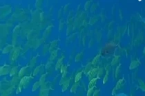 Tận mắt ngắm cá trong công viên hải dương lớn nhất thế giới