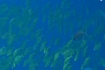 Tận mắt ngắm cá trong công viên hải dương lớn nhất thế giới