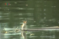 Mèo con chết thảm sau khi đóng phim “Vừa đi vừa khóc”