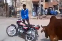 Đàn bò đuổi "quái xế chạy toé khói"