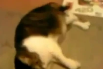 Cười ngiêng ngả với động vật giả vờ chết