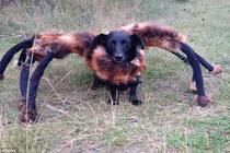 Bật mí clip đang thu hút gần 70 triệu lượt xem