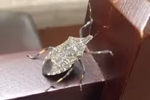 Bọ xít hút máu "tấn công" biệt thự Hà Nội