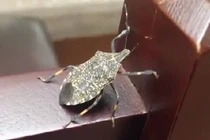 Bọ xít hút máu "tấn công" biệt thự Hà Nội