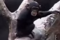 Hành động siêu khó đỡ của... khỉ con