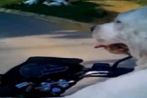 “Há hốc mồm” xem chó lái mô tô khủng