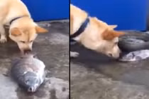 Cảm động chú chó xích cổ, lấy mũi tát nước... cứu cá