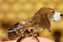 Sự kết hợp hài hước của động vật