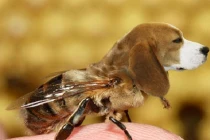 Sự kết hợp hài hước của động vật