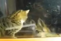 Hài hước clip cún mèo trêu nhau