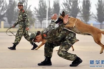 Xem chó cảnh sát diễn tập chiến đấu