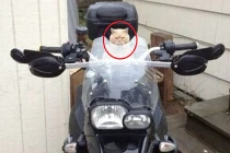 Những hình ảnh không thể nhịn cười của loài mèo