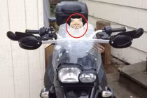 Những hình ảnh không thể nhịn cười của loài mèo