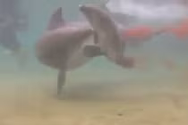 Thú vị cảnh cá voi sinh con