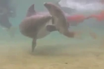 Thú vị cảnh cá voi sinh con