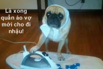 Khi động vật tỏ ra “nguy hiểm” (P7)